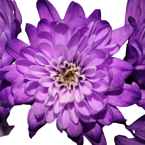 Хризантема фиолетовая